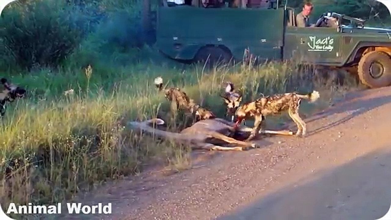 Most Amazing Wild Animal Attacks ,CRAZIEST Animal Fights,Wild dogs killing fawn ,Lion vs Hippo,Lion