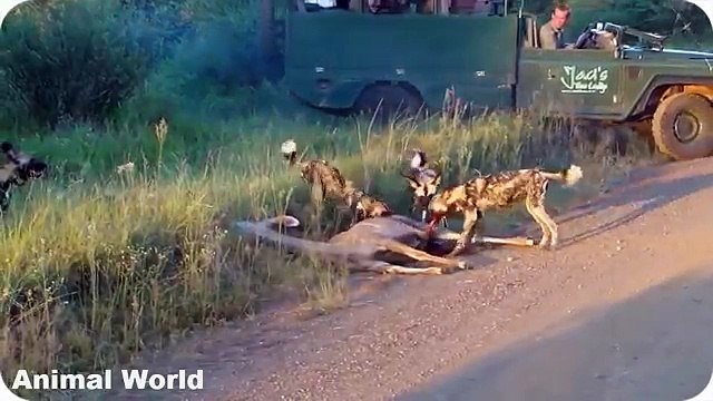 Most Amazing Wild Animal Attacks ,CRAZIEST Animal Fights,Wild dogs killing fawn ,Lion vs Hippo,Lion
