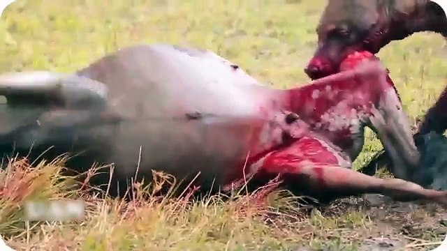 Most Horrible Hyenas Eating Animals Alive - Wildebeest, Zebra, Impala