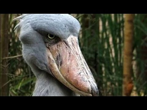 Top 10 Weird Animals in the World and Strange Creatures 2015 that YOU PROBABLY NOT KNOW