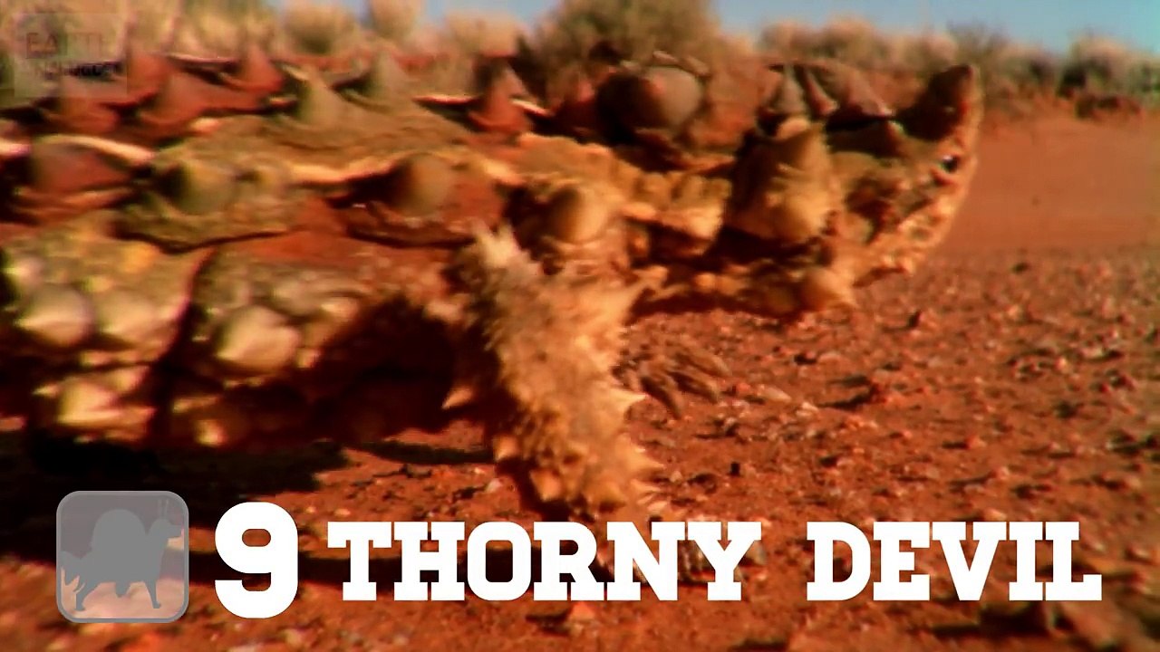 Ten Weird Animals You've Never Seen - Top 10 - Earth Unplugged