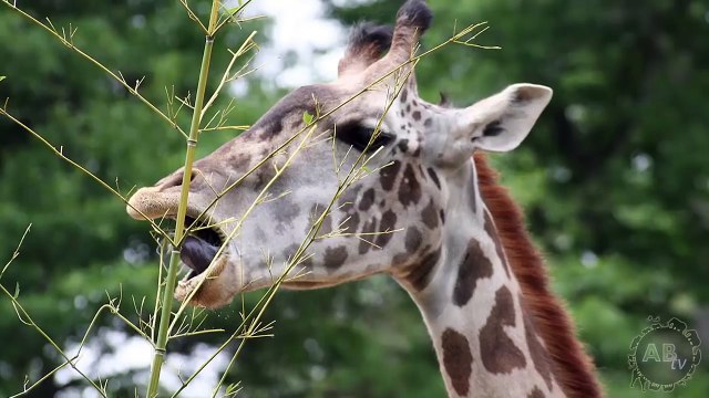 GIANT Animals That Actually Exist! 5 Weird Animal Facts!