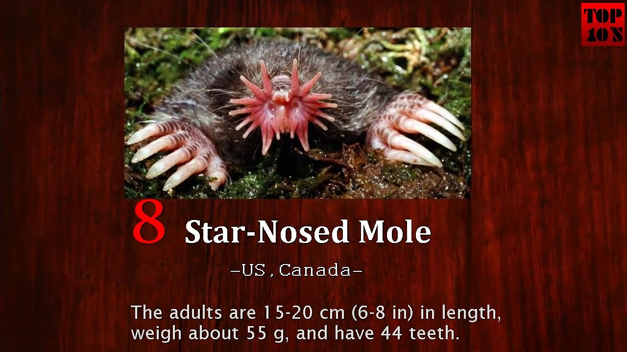 10 Weirdest Animals