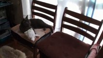 Кот знает что надо делать чтоб его погладили!
