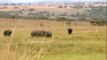 Rhino Kills Buffalo in Epic Battle
