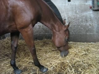 Anna steel, THE jument !!!!