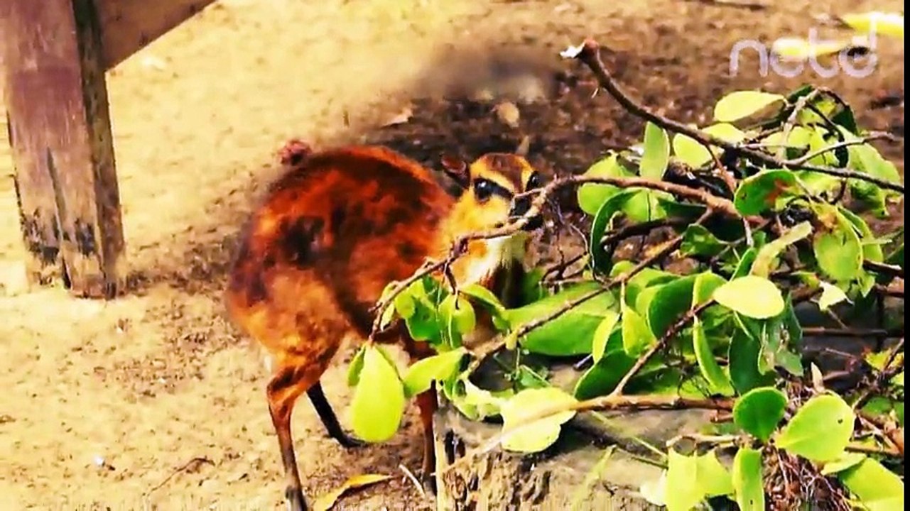 Dünyanın En Küçük Geyiği Chevrotain