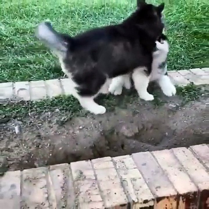 Kardeşine Yardım Eden Minik Husky