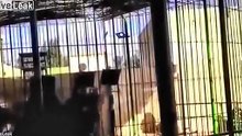 Un lion dévore son dresseur
