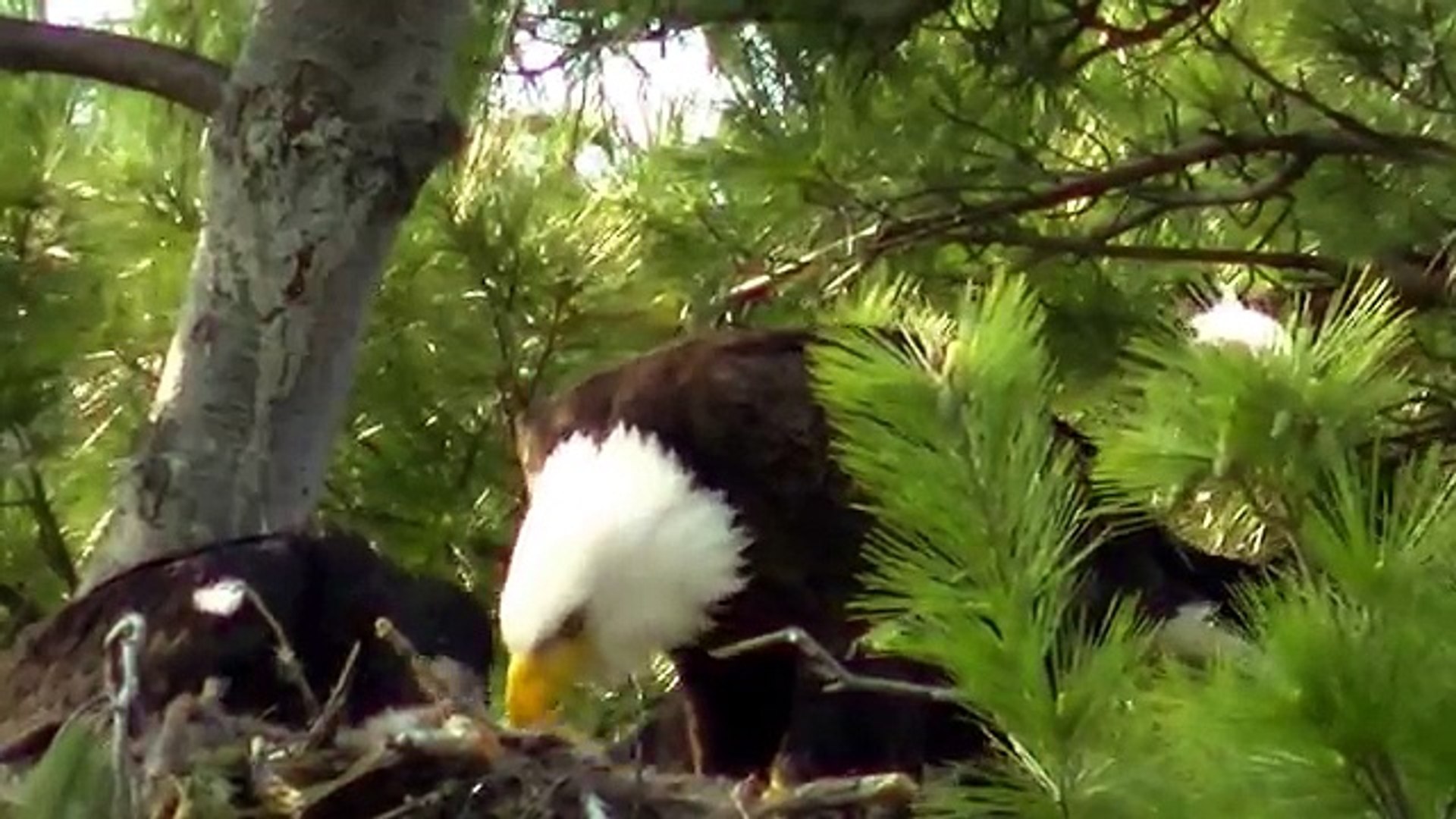 Happy Memorial Weekend new ! Bald Eagle Nesting Feeding the Young !