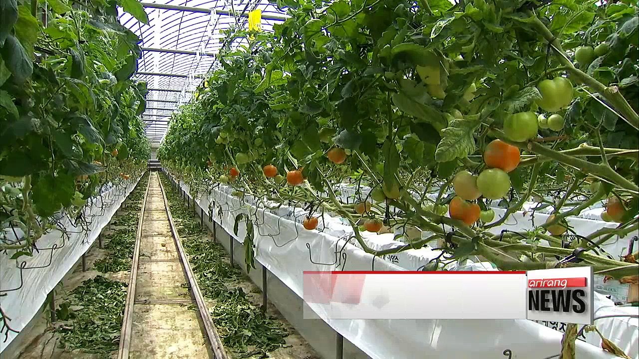 Music improves productiveness reduce pests of farm products