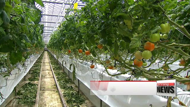 Music improves productiveness reduce pests of farm products