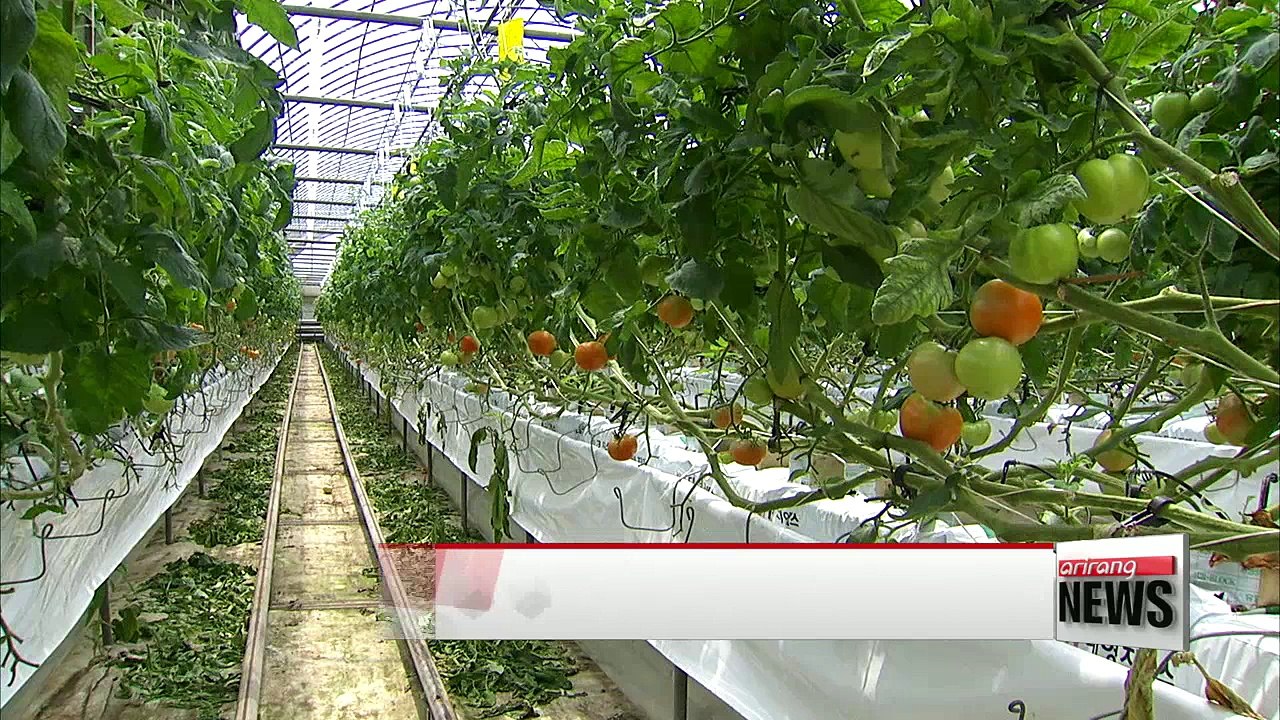 Music improves productiveness reduce pests of farm products