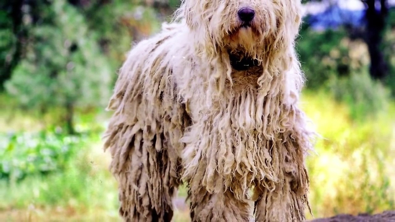 10 REAL Creatures You Wont Believe Actually Exist