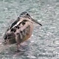 hilarious funny bird you never seen before | funny video | dancing bird | belly dancer