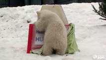 Toronto Zoo Polar Bear Cub Reveals Name