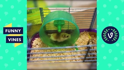 NEW *Try Not To Laugh Challenge* | Funny Animals Vines Compilation