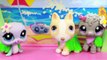 LPS go to Hawaii Littlest Pet Shop Dance the Hula Play Doh Grass Skirts