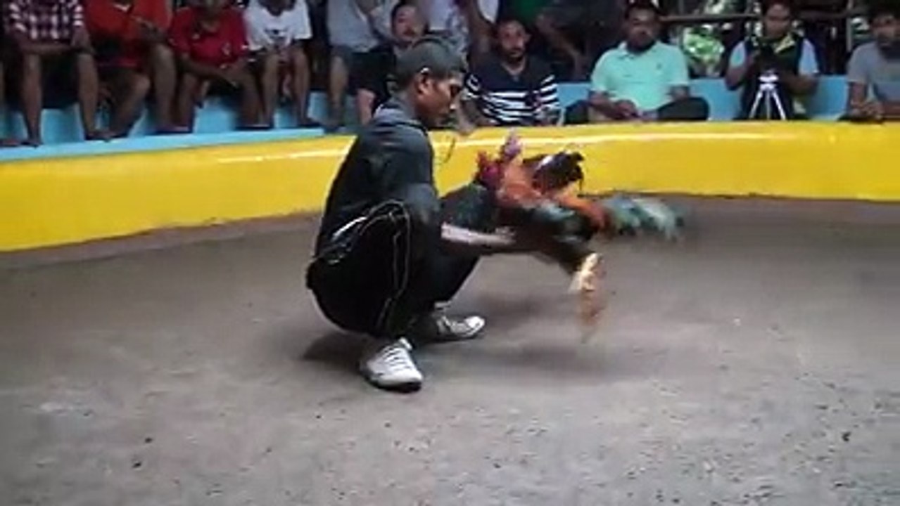 Turnamen Sabung Ayam Thailand | Ayam Petarung