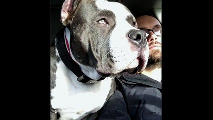 Dog Copilot - falling asleep wile driving