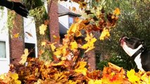 Autumn fall - leaf fight - dog play