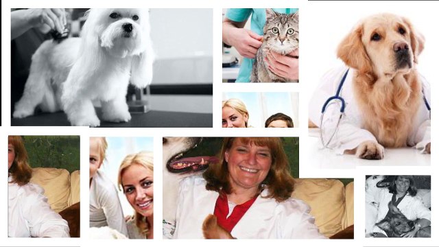 Best Pet Boarding in Wellington