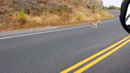 Coyote Hitchhiker