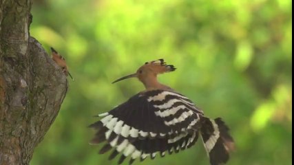 Ağır Çekimde Kuşun Yavrusunu Beslemesi