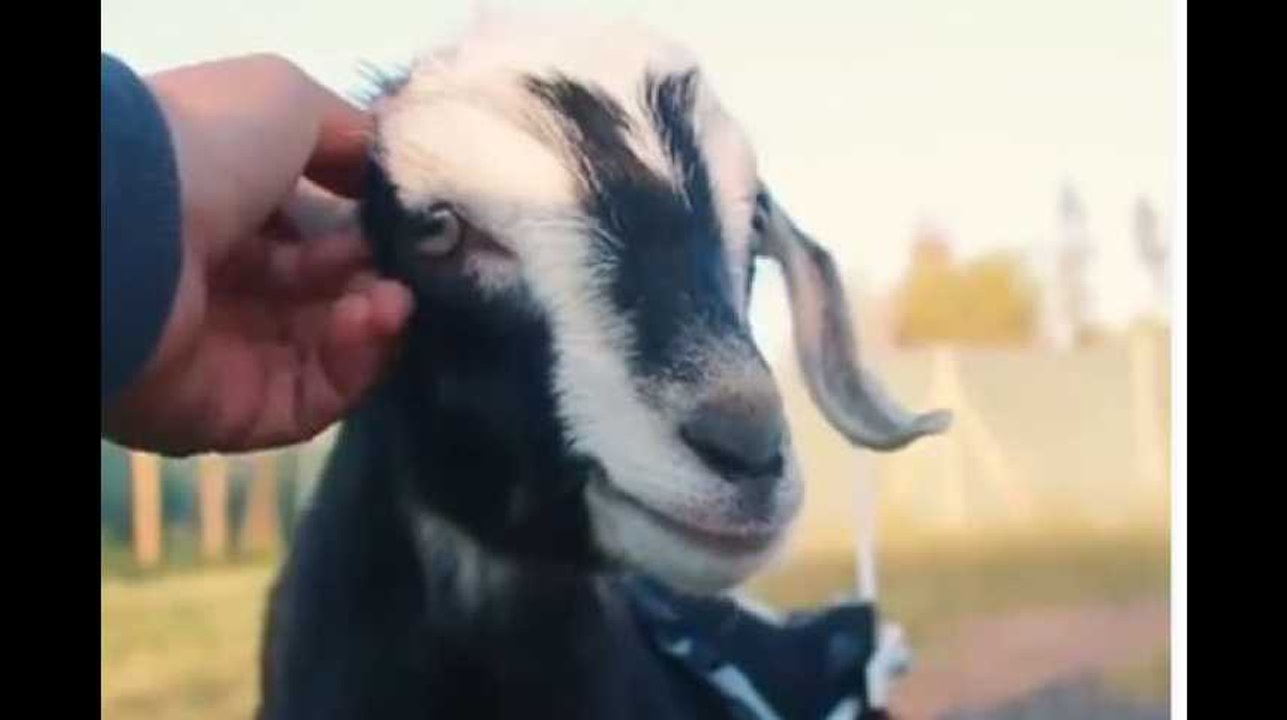 L'histoire de cette petite chèvre va vous faire pleurer... de joie !
