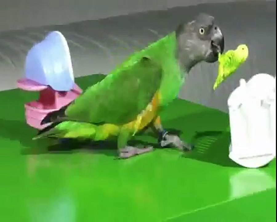 Funniest Parrots