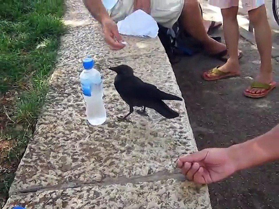 Akıl Dolu Karga