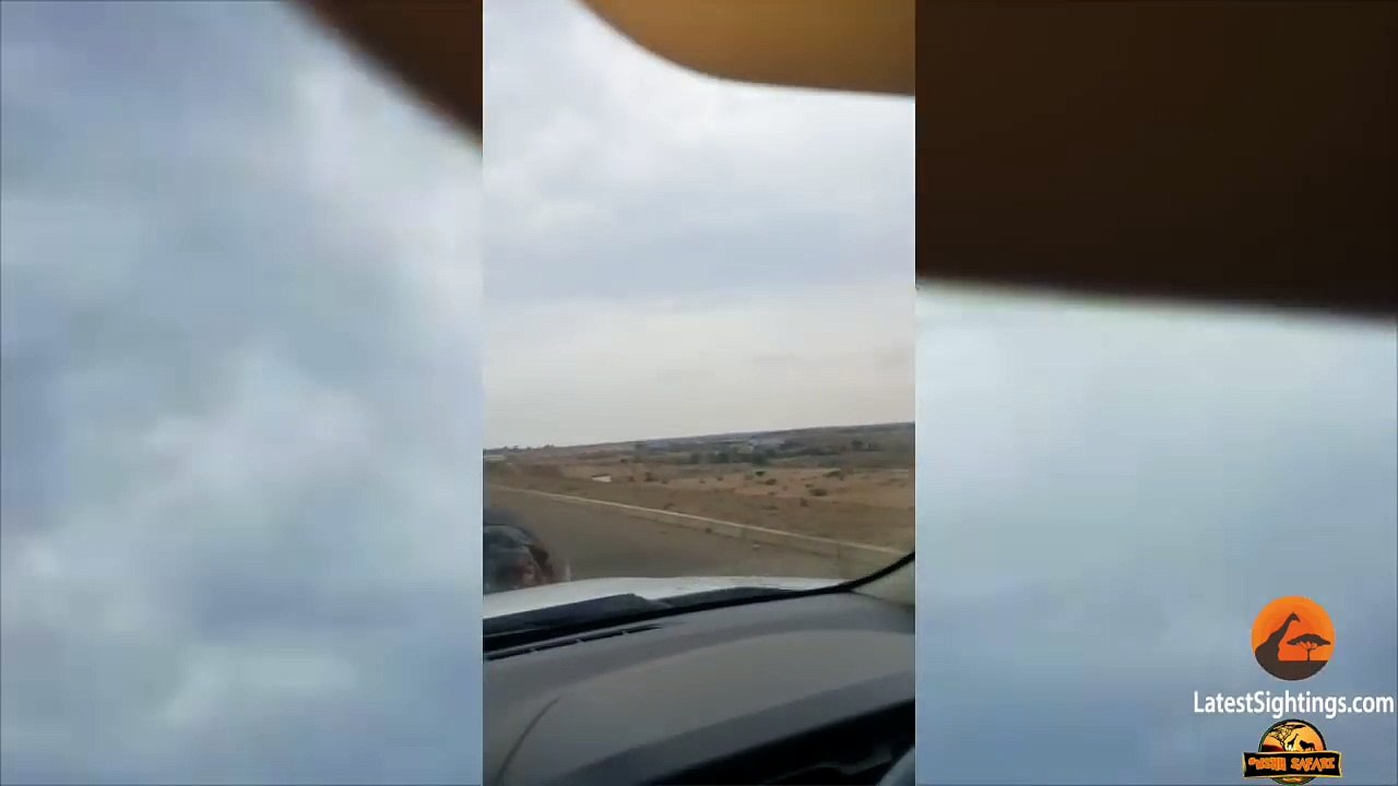 Un hippopotame fait face à une voiture et ça ne se termine pas très bien