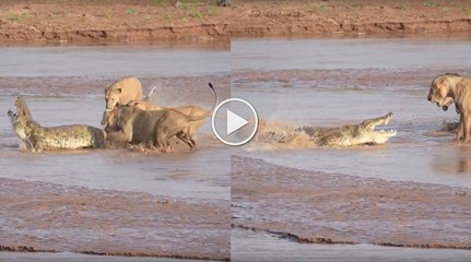 Lions vs. Crocodile Fight - Samburu National Reserve, Kenya