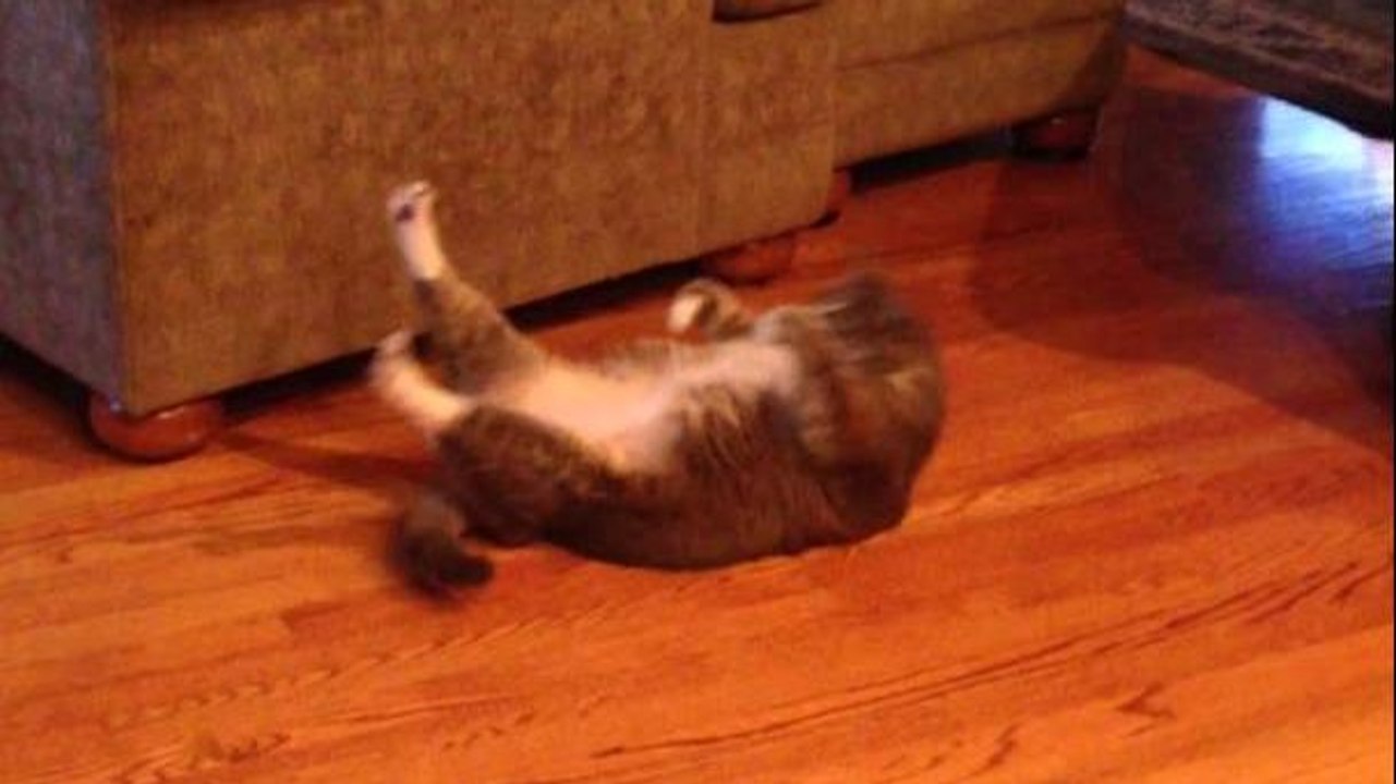 Un chat fait des abdos