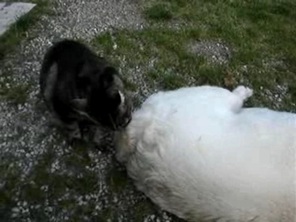 Chatte mère poule pour chien cool