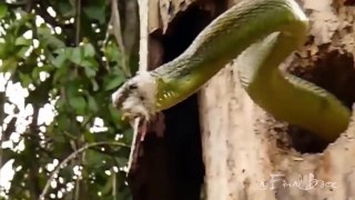Eagle vs Snake - Animal Fight Compilation