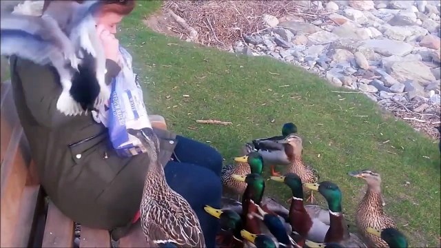 Etre ami avec des canards n'est pas de tout repos!