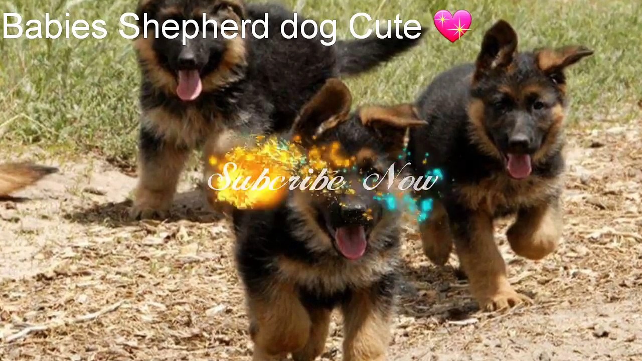 Babies shepherd dogs cute