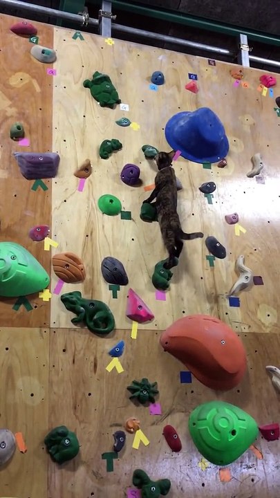 Ce chat est un pro de l'escalade