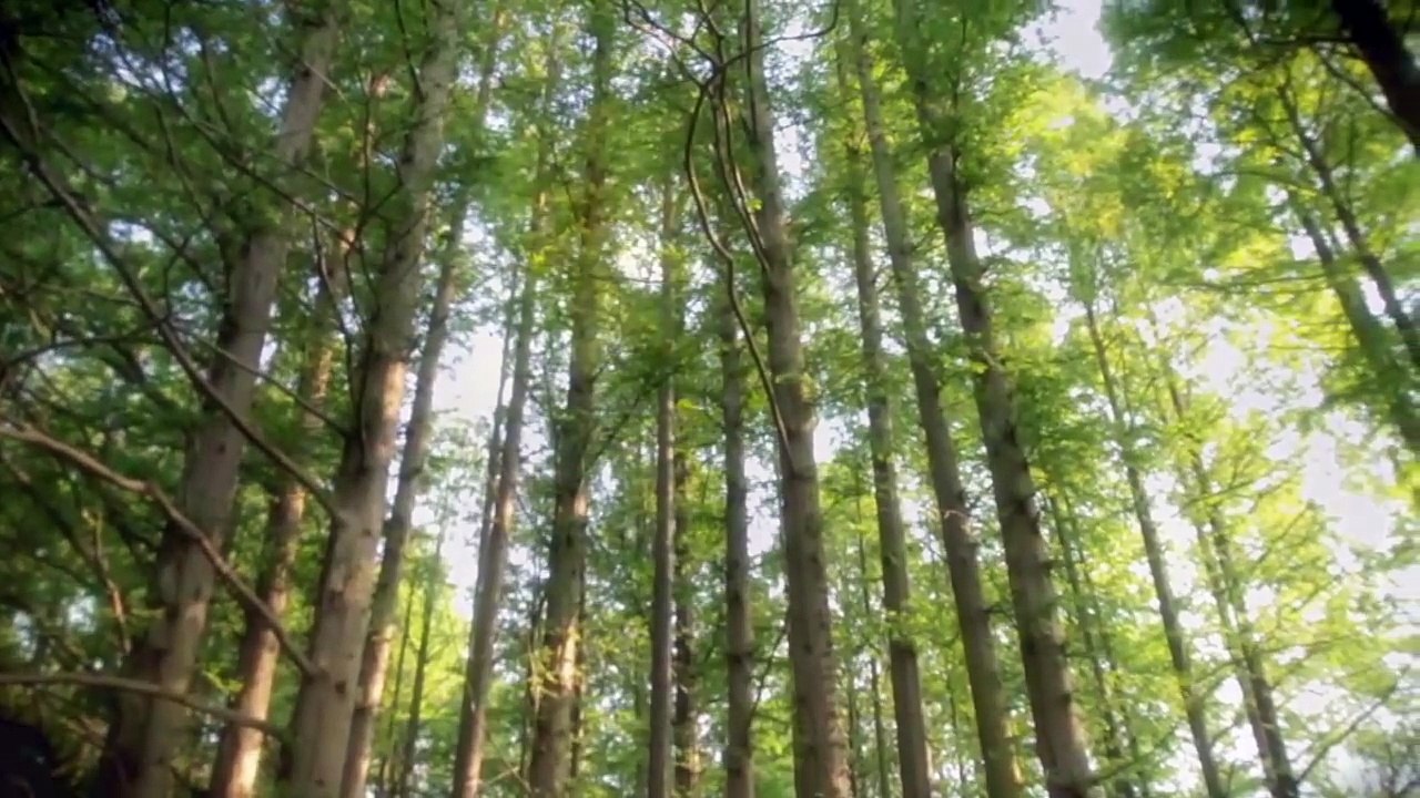 ピーベリー 『キャベツ白書』 （MV）