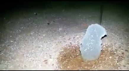 يُقال أن العقرب عندما تمسّ الماء تتجمّد لكنّ الحقيقة اكثر من ذلك بكثير شاهد الفيديو