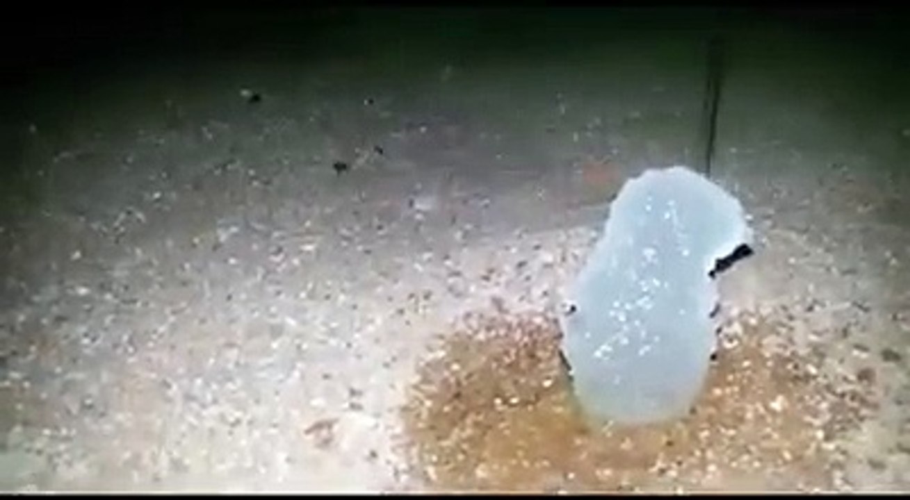 يُقال أن العقرب عندما تمسّ الماء تتجمّد لكنّ الحقيقة اكثر من ذلك بكثير شاهد الفيديو