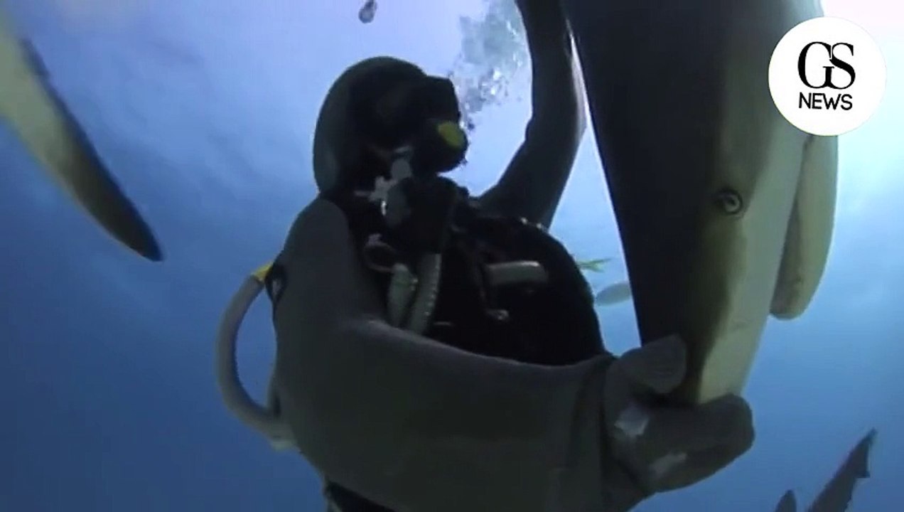 grand requin blanc transe