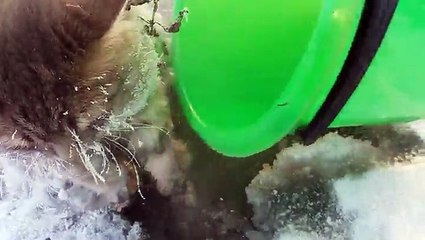 Un chat pris au piège dans de la glace