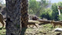 Lion Cubs Meet Dad for the First Time