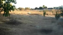 HARD DROP