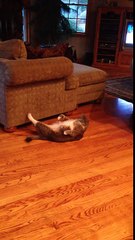 Un chat fait des abdos