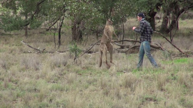 Cet homme met un coup de poing à un kangourou pour défendre son chien