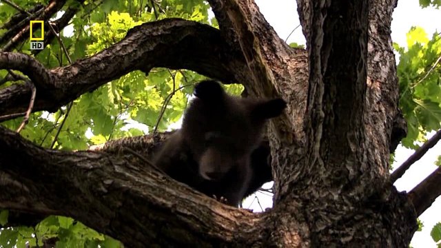 Дикая природа России 5. Таежный край