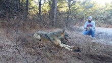 Il prend un énorme risque pour sauver un loup tombé dans une trappe